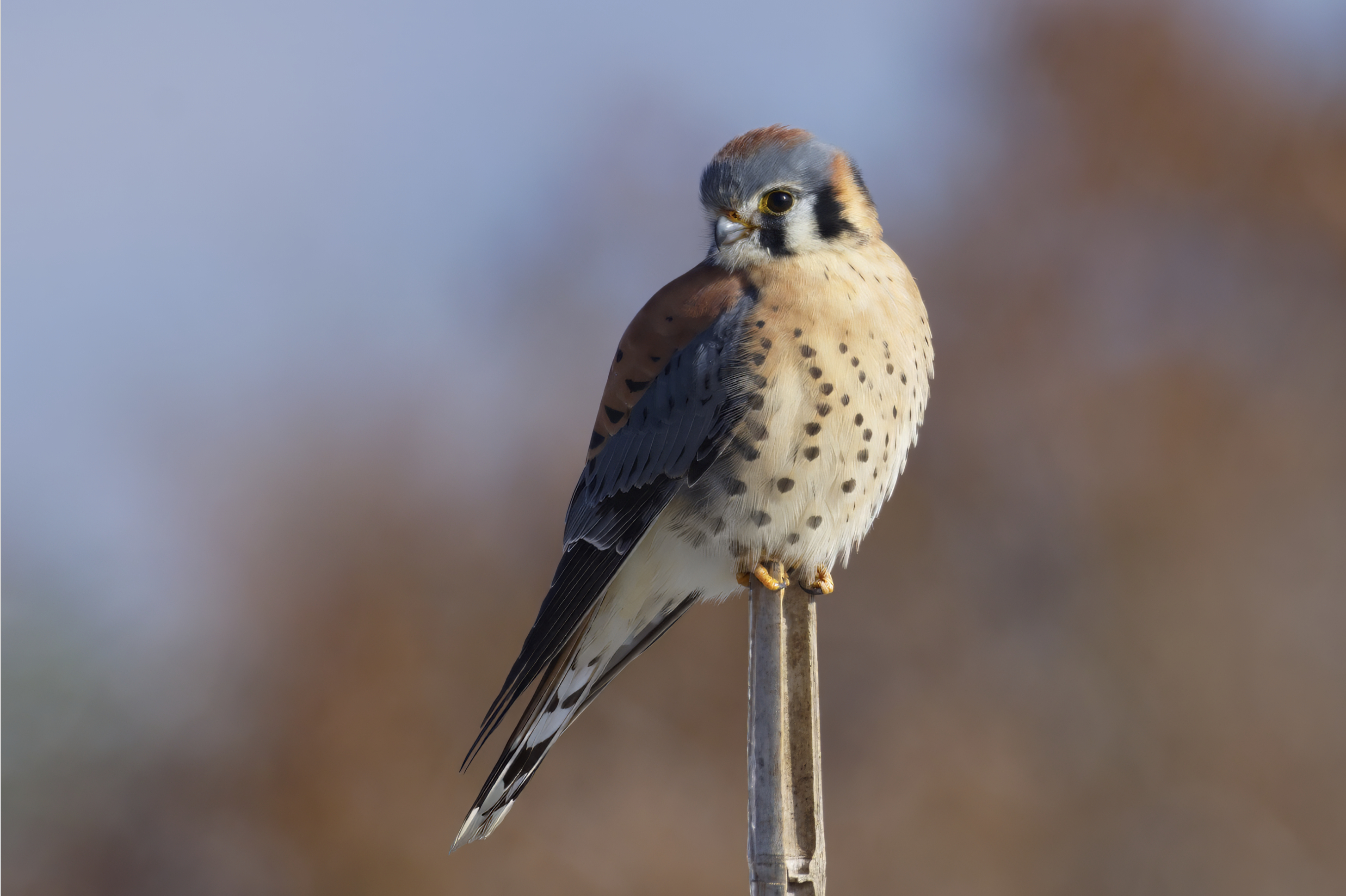 American Kestrel